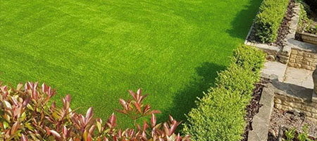Artificial Grass